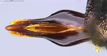 Media type: image;   Entomology 731879 Aspect: genitalia